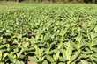 Tabakplantage auf Kuba