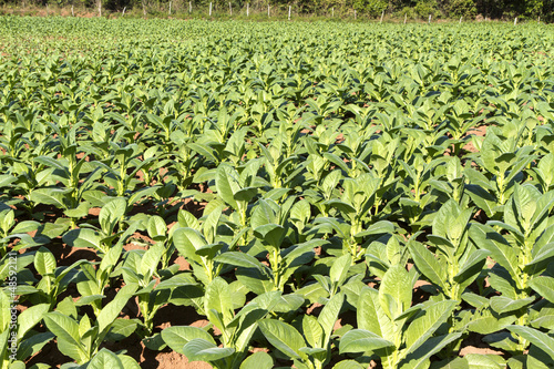 Photo: Tabakplantage auf Kuba Tabakplantage auf Kuba