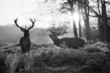 Red deer in Richmond park