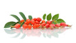red rowan and rose hips on a white background