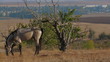 Horse tied to a tree falls on its back and starts to roll