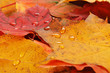 wet leaves  of maple