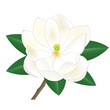 Magnolia