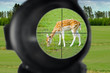 fallow deer hunting