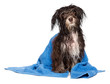 Wet dark chocolate havanese puppy dog after bath with blue towel