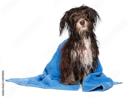 Photo: Wet dark chocolate havanese puppy dog after bath with blue towel Wet dark chocolate havanese puppy dog after bath with blue towel
