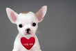 Chihuahua puppy