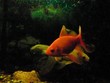 A couple of goldfish