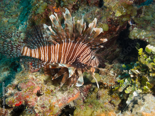 Photo: common lionfish (Pterois volitans) common lionfish (Pterois volitans)