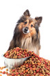 Foto: Puzzled looking dog with food bowl Puzzled looking dog with food bowl