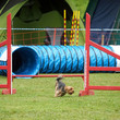 agility 3