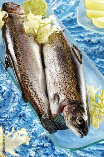 Photo: rainbow trouts rainbow trouts