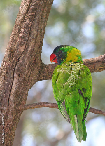 Photo: Rainbow Lorikeet smiling on the tree Rainbow Lorikeet smiling on the tree