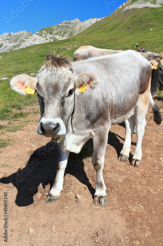 Photo: mucca - cow on Dolomites mucca - cow on Dolomites