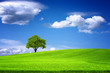 Green landscape