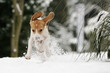 Foto: Beaglewelpe tobt im Schnee Beaglewelpe tobt im Schnee
