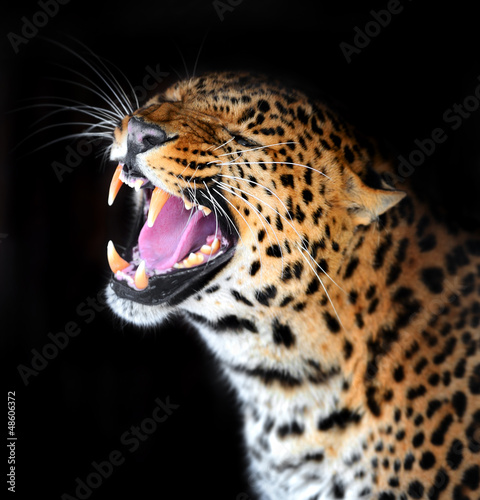 Photo: Leopard Leopard