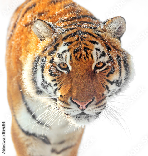 Photo: Tiger Tiger