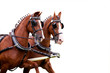couple of harnessed horses