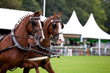 couple of harnessed horses