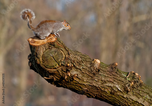 Photo: Grey squirrel on a tree Grey squirrel on a tree
