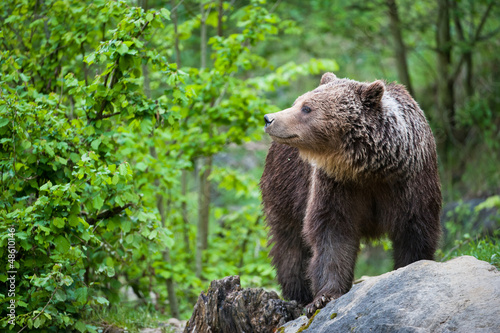 Photo: brown bear (lat. ursus arctos) brown bear (lat. ursus arctos)