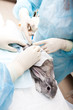 Vet laboratory