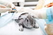 Vet laboratory
