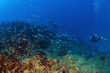 Into the Deep in St Lucia