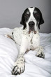 Photo: English Pointer English Pointer