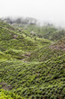 Tea plantation in Munnar, India