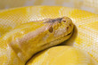Thai Python Yellow