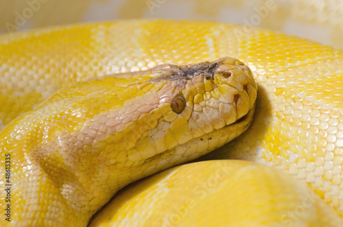 Photo: Thai Python Yellow Thai Python Yellow