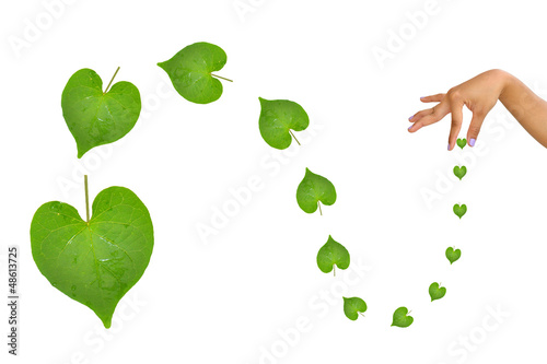 Photo: Hand Holding Leaves Hand Holding Leaves