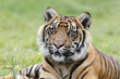 Photo: Sumatran Tiger Sumatran Tiger