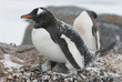 Gentoo penguin in the nest during a snowfall