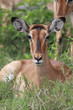 Photo: Impala Impala