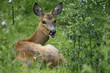 Photo: Roe Deer Roe Deer