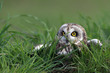 Short Eared Owl