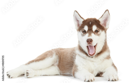 Photo: one Siberian husky puppy isolated one Siberian husky puppy isolated