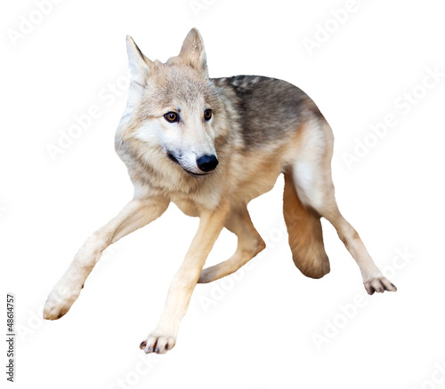 Photo: Wolf in motion over white Wolf in motion over white