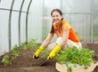 woman planting tomato seedling