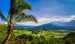 Palm Tree overlooking Taro Fields