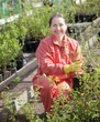 gardener chooses currants sprouts