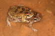 Mating guttural toads