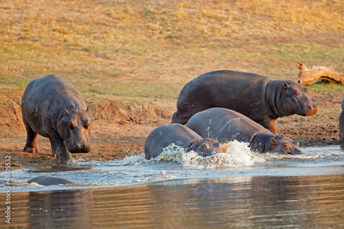 Photo: Hippopotamus in water Hippopotamus in water