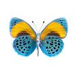 Papillon Sur Fond Blanc En Hau...