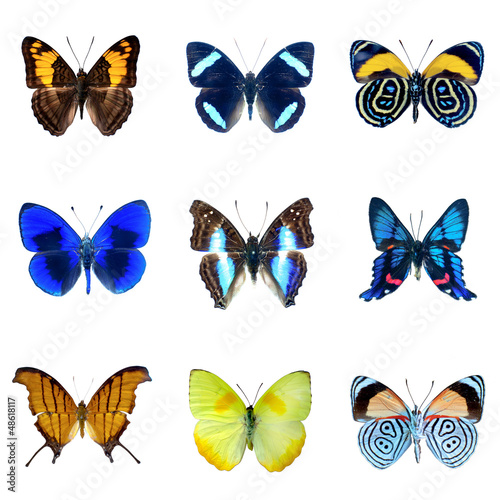 Photo : Collection de papillons sur fond blanc en haute definition