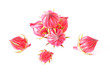 Roselle
