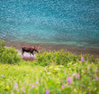 Moose